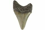 Juvenile Megalodon Tooth - Georgia #83704-1